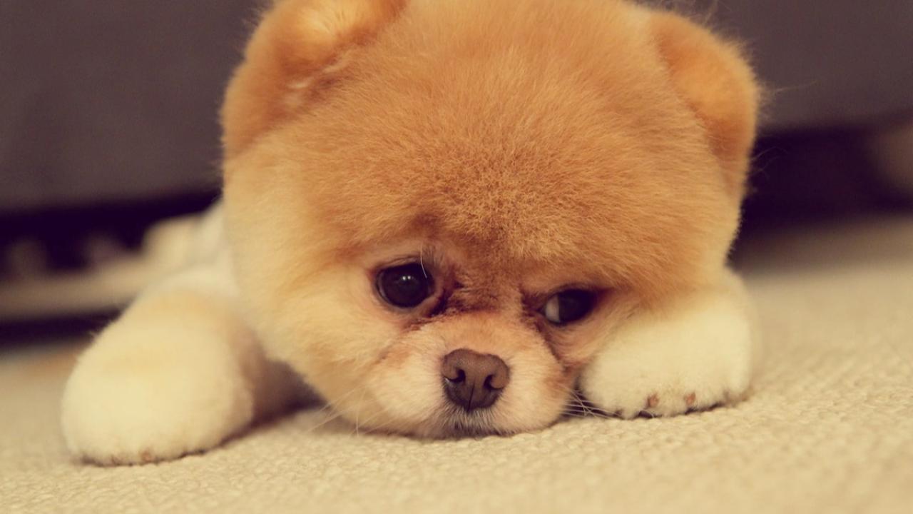 Kapıkule'de Yarım Milyonluk Kaçakçılık: Bağajdan 6 Pomeranian Yavrusu Çıktı