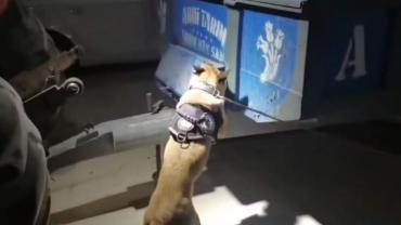 Traktör Kasasında Uyuşturucu Sevkiyatına Darbe! 25 Kilo Skunk Ele Geçirildi