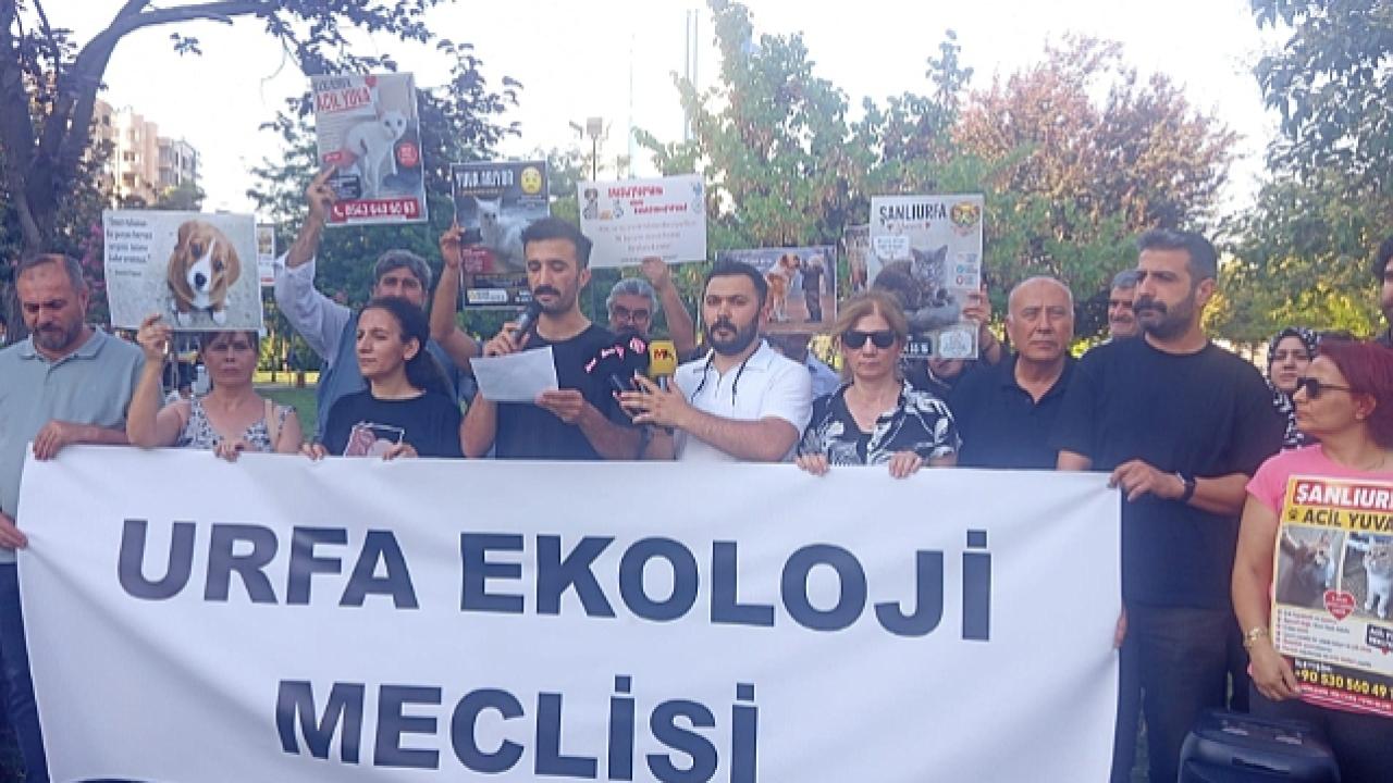 Urfa barınaklarında hasta-sağlıklı hayvan bir arada